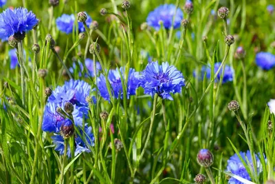 Produktbild von Kornblume ca. 1000 Samen