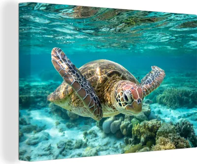 Produktbild von MuchoWow® - Leinwandbilder - Eine Schildkröte schwimmt unter Wasser in Bodennähe, Wandbild, Wanddeko Bilder Wohnzimmer, 120x80 cm