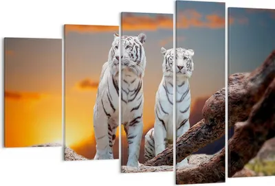 Produktbild von Bild auf Leinwand - Leinwandbild - Tiger weiß Rock Sonnenuntergang - 150x100cm - Wand Bild - Wanddeko - Leinwanddruck - Bilder - Kunstdruck - Leinwand bilder - Wandkunst - EG150x100-2901