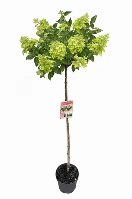 Produktbild von Hortensie 'Limelight' Stamm - 170-180 cm – Hydrangea Hochstamm - Limettengrüne Blüte bis zum Winter