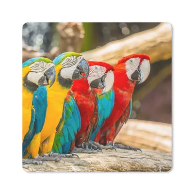 Produktbild von MuchoWow® Mauspad Mousepad Vögel - Papagei - Tropisch - Natur 30x30 cm - Mousepads - Maus Mat - Pad - Mausunterlage - Gaming