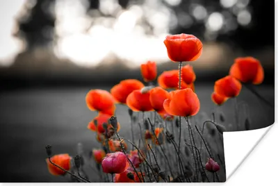 Produktbild von MuchoWow® Poster Rote Mohnblumen vor schwarzem und weißem Hintergrund 30x20 cm - Plakate - Print