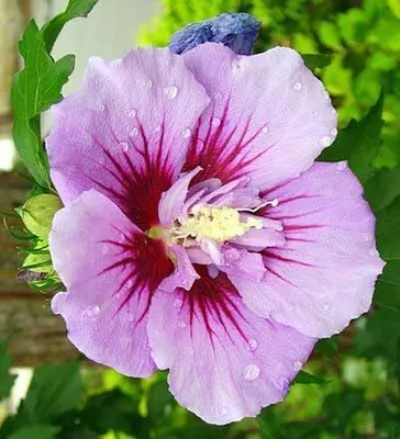 Immagine prodotto di Ibisco da giardino - Hibiscus syriacus 'Ardens' | 40-60 cm in vaso