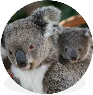 Produktbild von MuchoWow® Rundes Wandbild - Runde Bilder Koalas - Vater - Sohn - Jungen - Mädchen Ø 30 cm Kreis Wanddekoration Kunststoff - Wandkreis - Wandschmuck - Schlafzimmer - Bilder - Der Kreis - Kunst für die Wohnung - Plastik - Kunstdruck - Wandbild