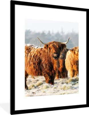 Produktbild von MuchoWow® Gerahmtes Poster Schottische Highlander - Schnee - Wald 60x80 cm - Poster mit Schwarzem Bilderrahmen Wandposter Rahmen Foto Bilder - Wohnzimmer - Dekorationen - Prämie