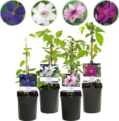 Produktbild von GreenboutiQ - Popínavá rastlina - Clematis Rainbow - Kvetina Ružová Biela Fialová Červená - Nenáročná údržba - 4 rastliny - Kvetináč 11cm Výška 40cm