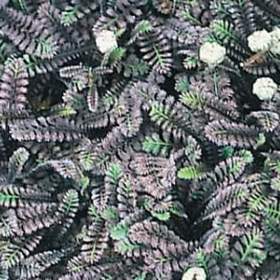 Productafbeelding van 6 x Koperknoopje - Leptinella squalida 'Platt's Black' | Pot 9cm x 9cm