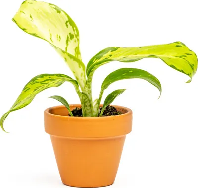Obrázok produktu pre Gardners Dieffenbachia Snow, priemer 6 cm
