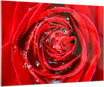 Produktbild von Bilder auf glas - Rose Blume Blütenblätter Tau - 100x70cm - Glasbilder - Wandbilder - Kunstdruck - zum Aufhängen bereit - Wanddekoration aus Glas - Glas Bilder - Wandbild auf Glas - GAA100x70-1518