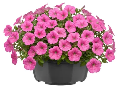 Produktbild von Garronda Blumentopf rund Pflanzschale Ø 19 x 9,5 cm (2,2 L) Kunststoff mit Drainage Pflanzgefäß für Wurzelpflanzen Zwiebelpflanzen Garten Anzucht Innen Außenbereich Anthrazit GD-0207