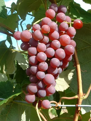 Produktbild von Weinrebe `Vanessa´ (kernlos), pilzfest - 9x9cm Topf