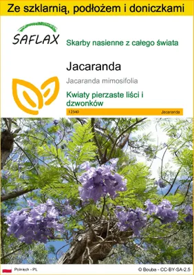 Zdjęcie produktu dla SAFLAX - Zestaw do uprawy - Jacaranda - 50 Nasiona - Z mini szklarnią, podłożem uprawowym i 2 doniczkami - Jacaranda mimosifolia