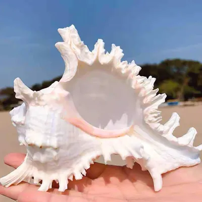 Imagen del producto de Concha natural, de 14 a 16 cm, para decoración de acuarios