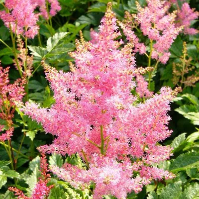 Image de 6 x Astilbe japonica « Rheinland »  | Pot 9 cm x 9 cm