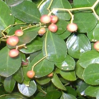 Immagine prodotto di 2 x radicchi striscianti - Euonymus fortunei radicans | 20-30 cm in contenitore