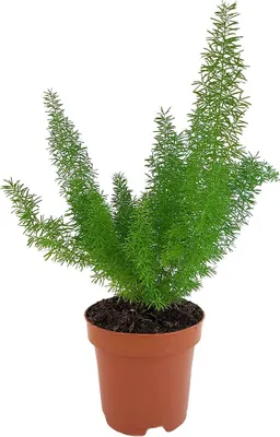 Produktbild von Fangblatt - Asparagus densiflorus 'Meyeri' - Fuchsschwanzspargel im Ø 12 cm Topf - Zierspargel - immergrüne Zimmerpflanze