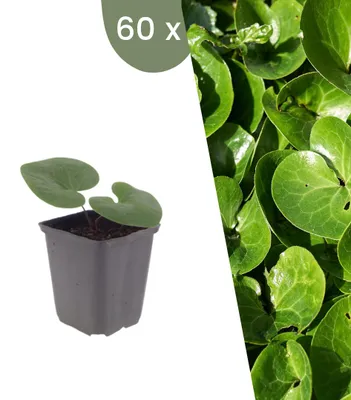 Image de Plants by Frank | 60 Plantes d’asaret d’Europe | Asarum europaeum | Couvre-sol rustique | Plantes vivaces | Plantes d’ombre | Plantes de jardin