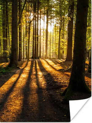 Produktbild von MuchoWow® Poster Sonne - Bäume - Wald - Landschaft - Natur 90x120 cm - Wohnzimmer