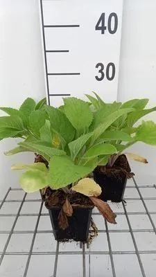 Produktbild von 6 x Digitalis hybr. 'Pam's Choice' - Fingerhut - Topf 9 x 9 cm