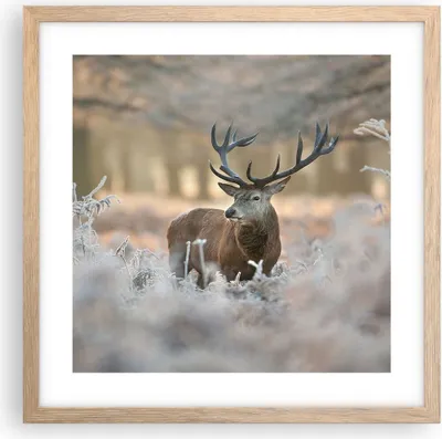 Produktbild von Gerahmtes Poster - Rahmen in heller Eiche - Hirsch Wald Natur - 40x40 cm - Wand Bild - Wanddeko - Wandbilder - Wandposter - Bilderrahmen - Bilder - Kunstdruck - Wandbild - P2NAC40x40-3744