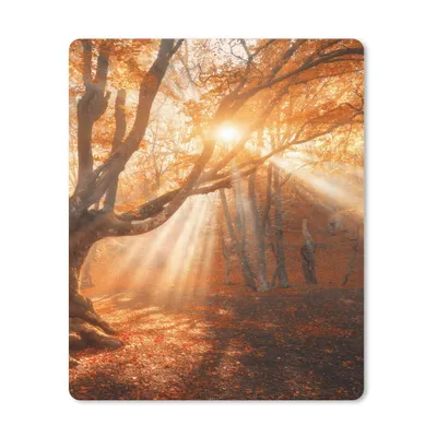 Produktbild von MuchoWow® Mauspad Mousepad Baum - Natur - Herbst 30x40 cm - Mousepads - Maus Mat - Pad - Mausunterlage - Mausmatten