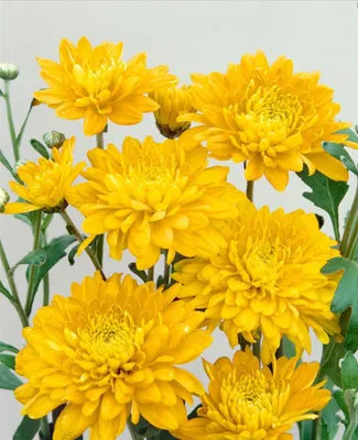 Produktbild von Chrysanthemum x hort.'Bienchen', Chrysantheme, gelb, ca. 9x9 cm Topf