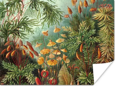 Produktbild von MuchoWow® Poster Alte Meister - Kunst - Muscinae - Haeckel 120x90 cm - Wandbild