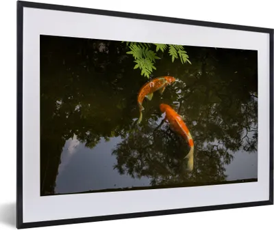 Produktbild von MuchoWow® Gerahmtes Poster Zwei Koi-Karpfen um einen Teich 60x40 cm - Poster mit Schwarzem Bilderrahmen Wandposter Rahmen Foto Bilder - Schlafzimmer - Plakat in Rahmen - Drucken