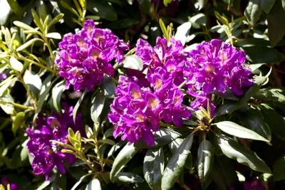 Produktbild von Rhododendron Hybride Marcel Menard 30-40 cm, im Topf, immergrün