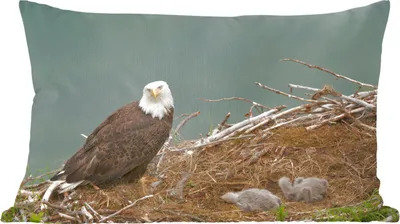Produktbild von MuchoWow® Zierkissen Sofakissen Wohnzimmer Dekokissen 50x30 cm Ein Weißkopfseeadler mit einem Kükenpaar im Nest - Wohnzimmerdekoration - Polster mit Photo