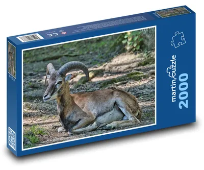 Obrázek produktu pro martinpuzzle - Puzzle 2000 - Muflon