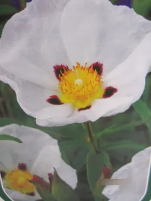 Produktbild von Cistus purpureus Alan Fradd - Zistrose Alan Fradd 25-30cm