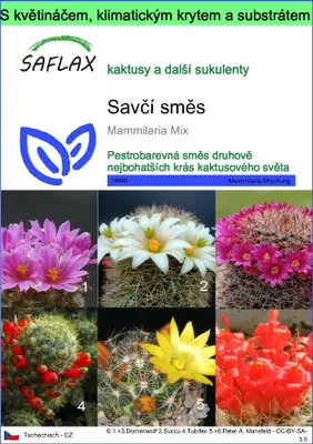 Obrázek produktu pro SAFLAX Garden to go - Savčí směs - Mammilaria Mix - 40 Semena - S květináčem, klimatickou poklicí a pěstebním substrátem