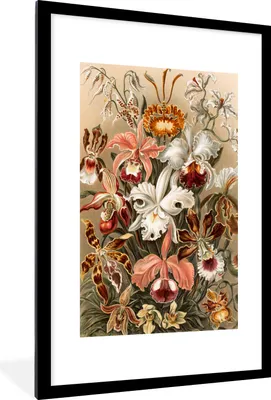 Produktbild von MuchoWow® MuchoWow® Gerahmtes Poster Orchidee - Ernst Haeckel 60x90 cm - Poster mit zchwarzem Bilderrahmen - Dekoration - Wandposter Wohnzimmer - Hochwertig