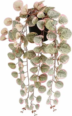 Immagine prodotto di Pianta decorativa Mica Decorations Ceropegia Woodii 10 x 46 x 12 cm Artificiale da appendere