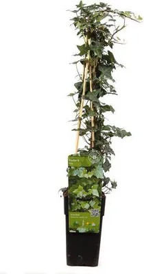 Produktbild von Gemeiner Efeu - Hedera helix - Ø15cm - ca. 65cm hoch - Immergrüne
