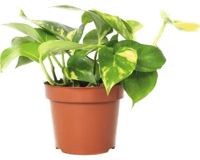 Produktbild von Potosovec zlatý FloraSelf Scindapsus aureum 20-30 cm Ø 12 cm kvetináč 1 ks
