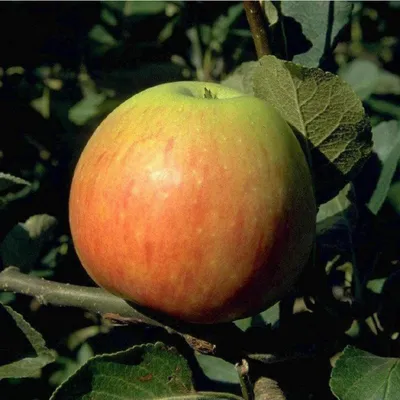 Produktbild von Obstbaum Apfelbaum Äpfel 2jährig Sommer- Herbst- Winter Apfel , Apfelbaum Varianten:James Grieve Sommerapfel