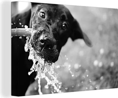 Produktbild von OneMillionCanvasses® - Leinwandbilder - 140x90 cm, Trinkender schwarzer Labrador - schwarz und weiß, Wandbilder Kunstdruck Wanddekoration