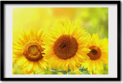 Produktbild von Bild 60x40 MDF-Rahmen, Wandkunst Sunflowers