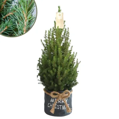 Produktbild von Plants by Frank | Weihnachtsbaum Klein im Xmas Bag blau | 1x Picea Conica 'December' | 19 cm Ø | 60 cm ↕ | Zuckerhut fichte | Zuckerhutfichte kaufen | Tannenbaum klein