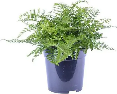 Produktbild von Nestfarn Asplenium Parvati Ø21cm 40cm Pflegeleichter Zimmerfarn mit tropischem