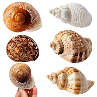 6 Muscheln, gemischt, 7-10 cm, für Dekoration & Basteln