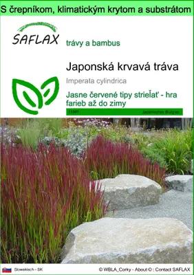Obrázok produktu pre SAFLAX Garden to go - Japonská krvavá tráva - Imperata cylindrica - 50 Semená - S črepníkom, klimatickým vekom a pestovateľským substrátom
