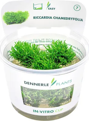 Produktbild von Korallenmoos - Riccardia chamedryfolia In-Vitro
