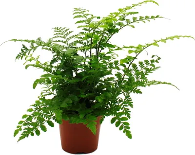 Zdjęcie produktu dla Asplenium dimorphum Parvati - specjalna odmiana paproci do pokoju - paproc w paski - doniczka 12 cm - wysokosc ok. 25 cm