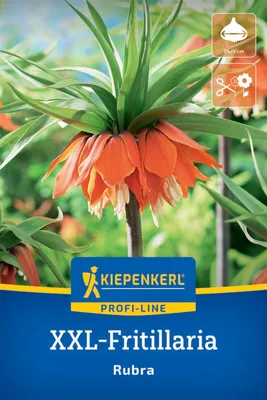 Produktbild von Kiepenkerl Kaiserkrone Rubra Fritillaria imperialis 1 Zwiebel