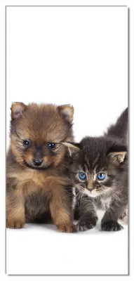 Produktbild von Wallario selbstklebende Türtapete 100 x 220 cm - Hundewelpen und Katzenjunge - Abwischbar, rückstandsfrei zu entfernen