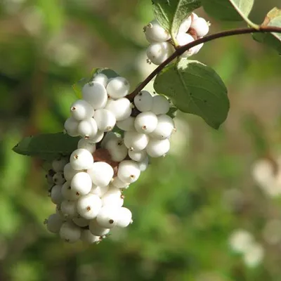 Immagine prodotto di 2 piante di Schneebeere (Symphoricarpos doorenbos 'White Hedge'), altezza 50-60 cm, in vaso