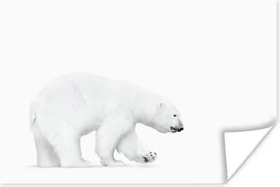 Produktbild von MuchoWow® Poster Eisbär - Tiere - Weiß 180x120 cm - Fotoplakat